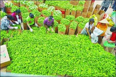 农产品滞销困境 成因分析与解决路径