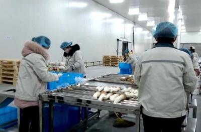 临洮雪榕 洮河之畔的务工新风尚