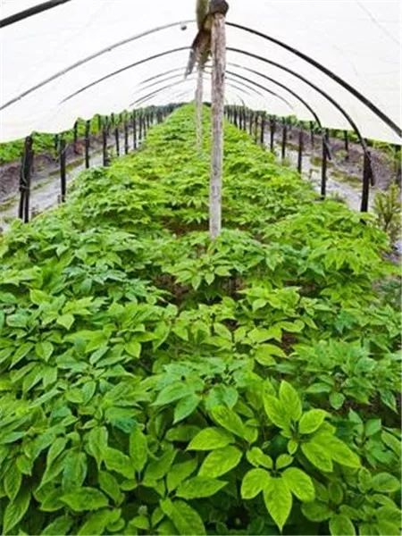 大农圈视角下的农产品价格信息 价值、挑战与未来趋势